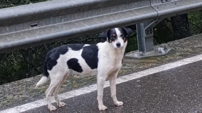 La cagnolina abbandonata ha paura di tutti, il sindaco vieta di darle da bere e mangiare: l’ordinanza scatena le polemiche – Il caso in Sardegna