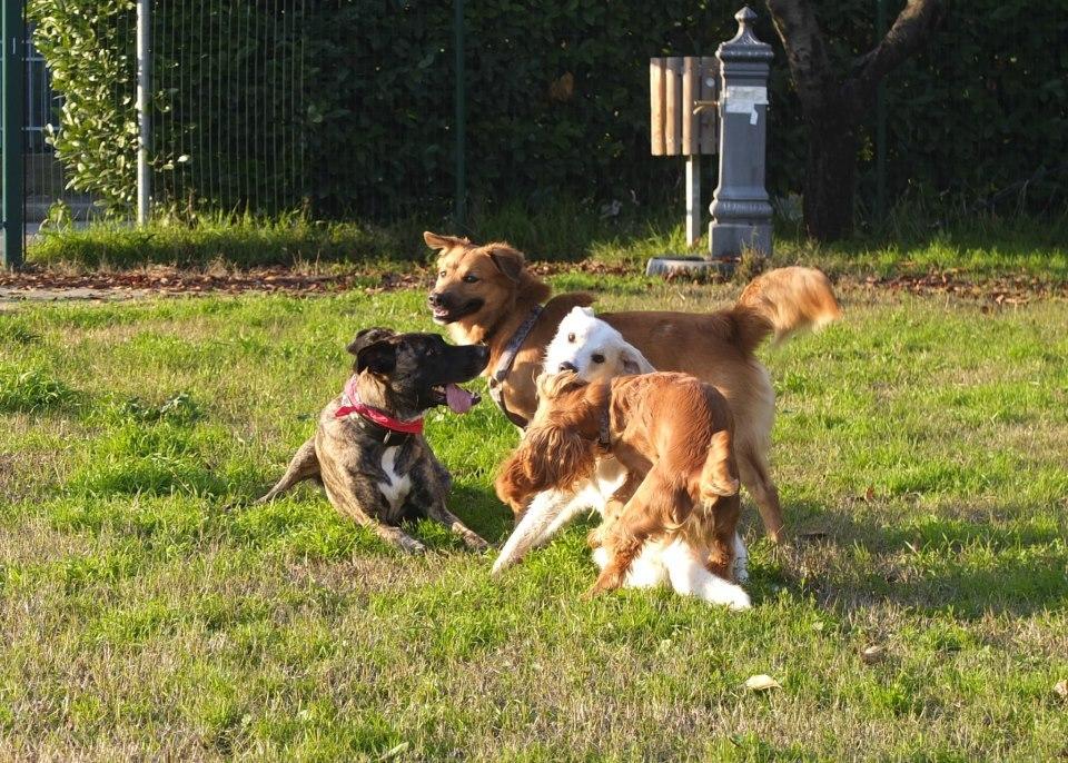 Scandiano protegge gli animali: ecco il regolamento per il benessere. Stop a catena e mutilazioni estetiche