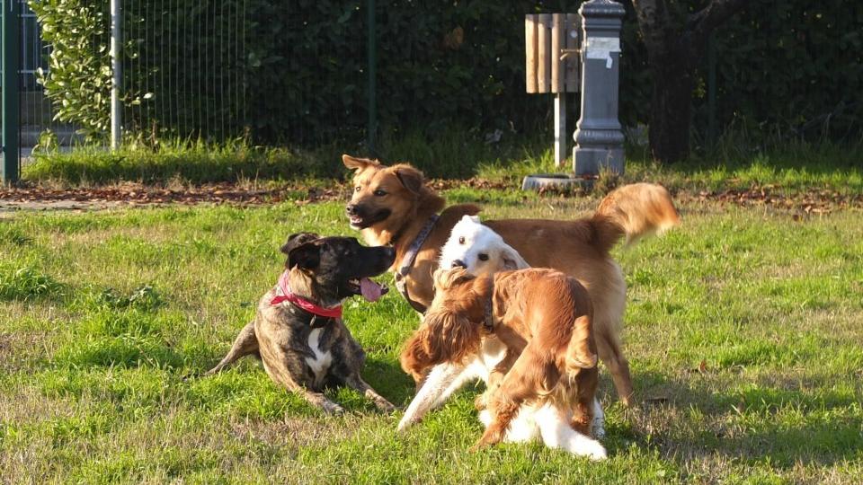 Scandiano protegge gli animali: ecco il regolamento per il benessere. Stop a catena e mutilazioni estetiche