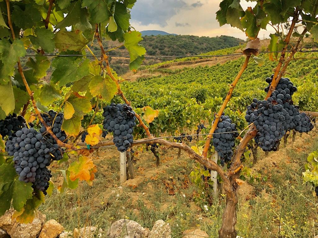 
	Un vitigno di uva Cannonau

