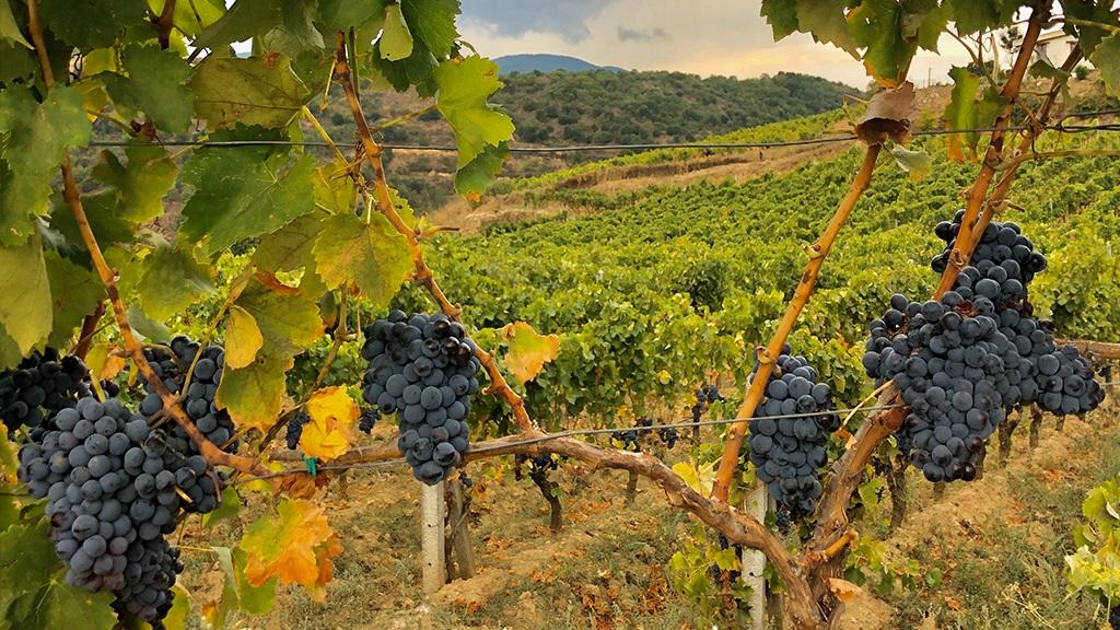 Un vitigno di uva Cannonau