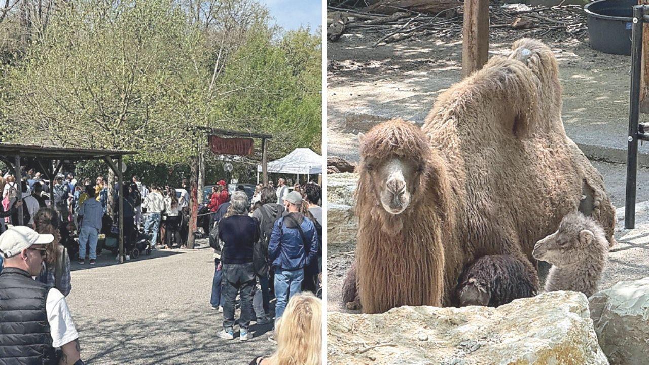 Pasquetta da record allo zoo di Pistoia: tremila visitatori e una nuova (tenerissima) star