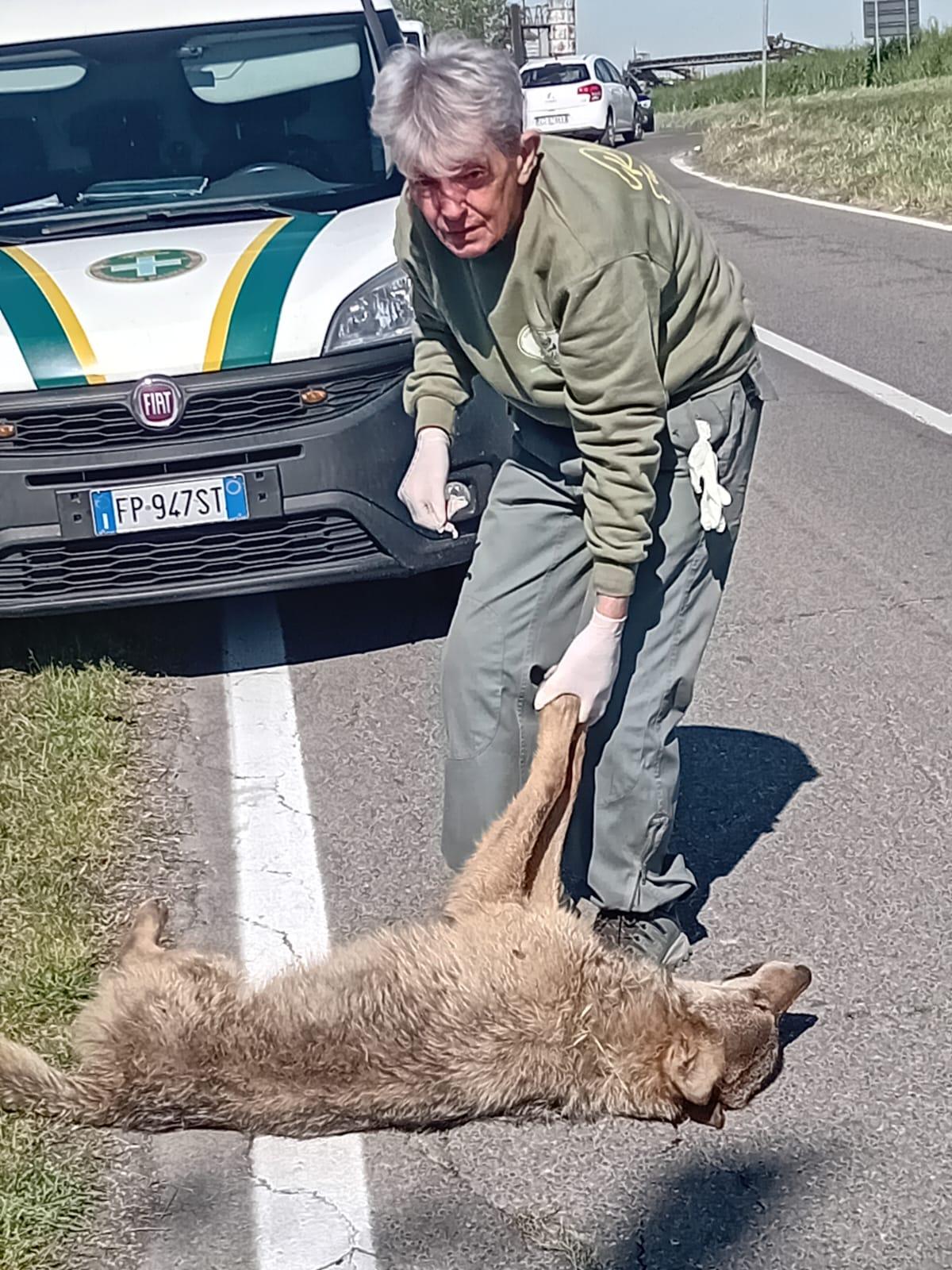 Lupi trovati morti investiti: Chiapponi «In questo periodo è una strage»