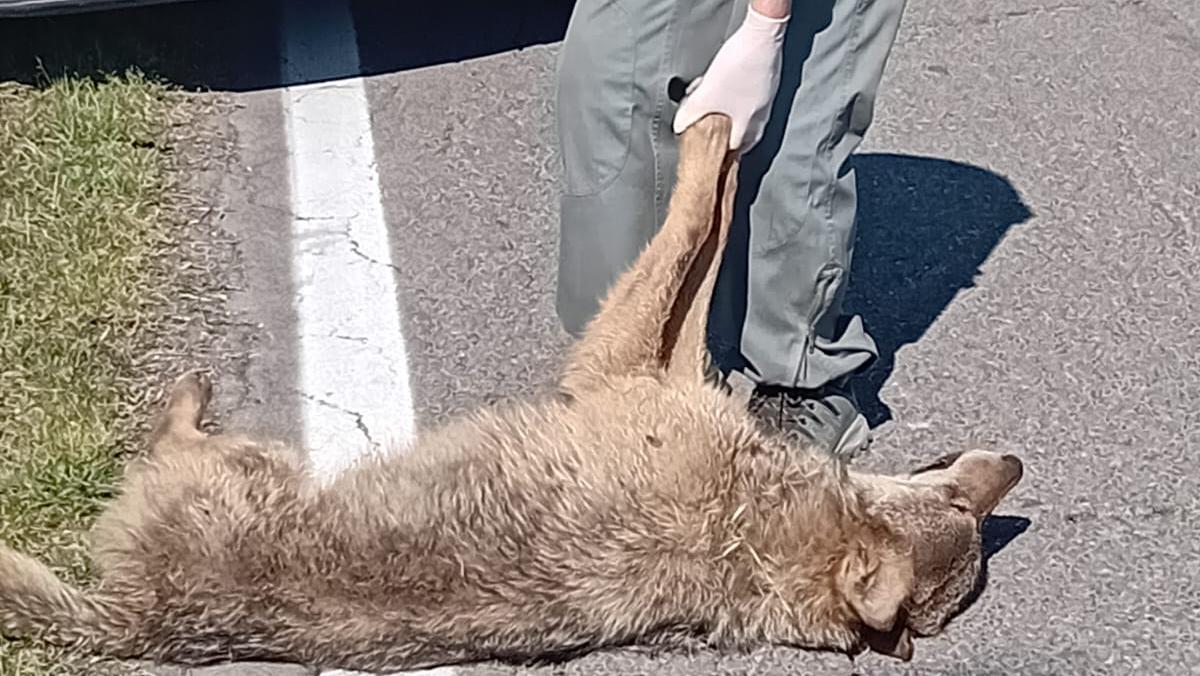 Lupi trovati morti investiti: Chiapponi «In questo periodo è una strage»