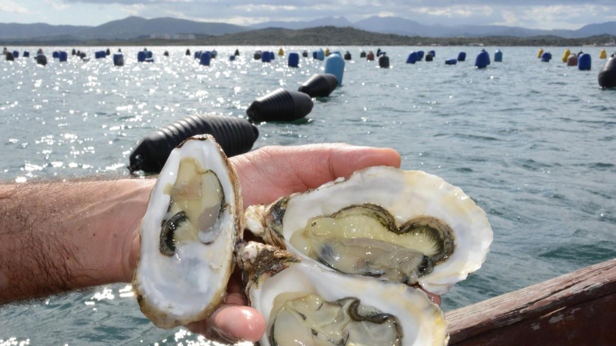 Olbia, sono le ostriche il nuovo oro del golfo: in due anni la produzione è raddoppiata