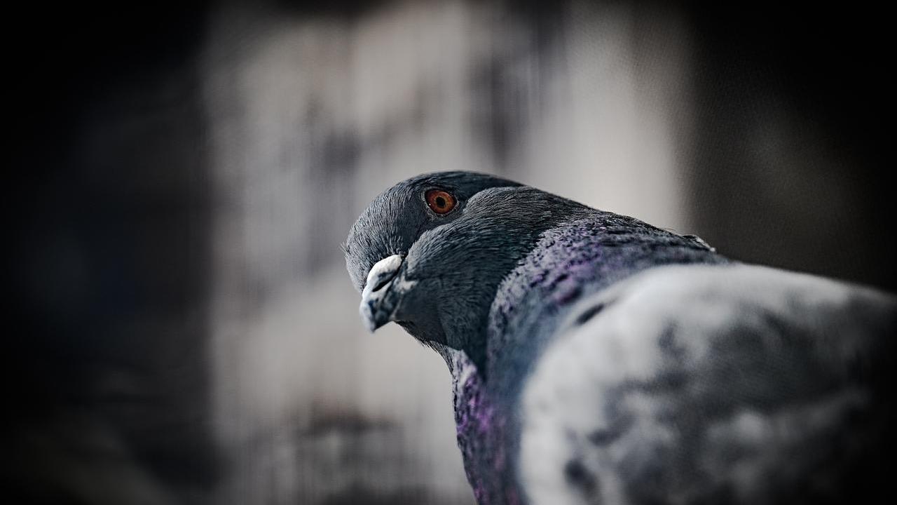 Lotta al piccione a Vigarano: uno studio per capire quanti sono