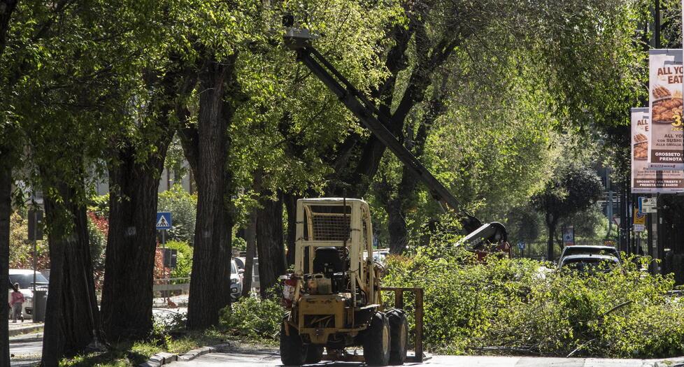 Giù i 27 platani di via Vetulonia: immediato l’esposto in Procura<br>
