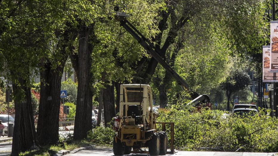 Giù i 27 platani di via Vetulonia: immediato l’esposto in Procura<br>
