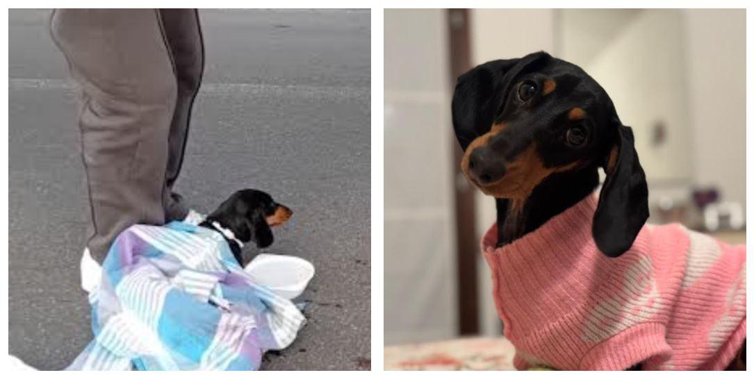 Attraversano la strada sulle strisce, auto travolge la cagnolina Mimì