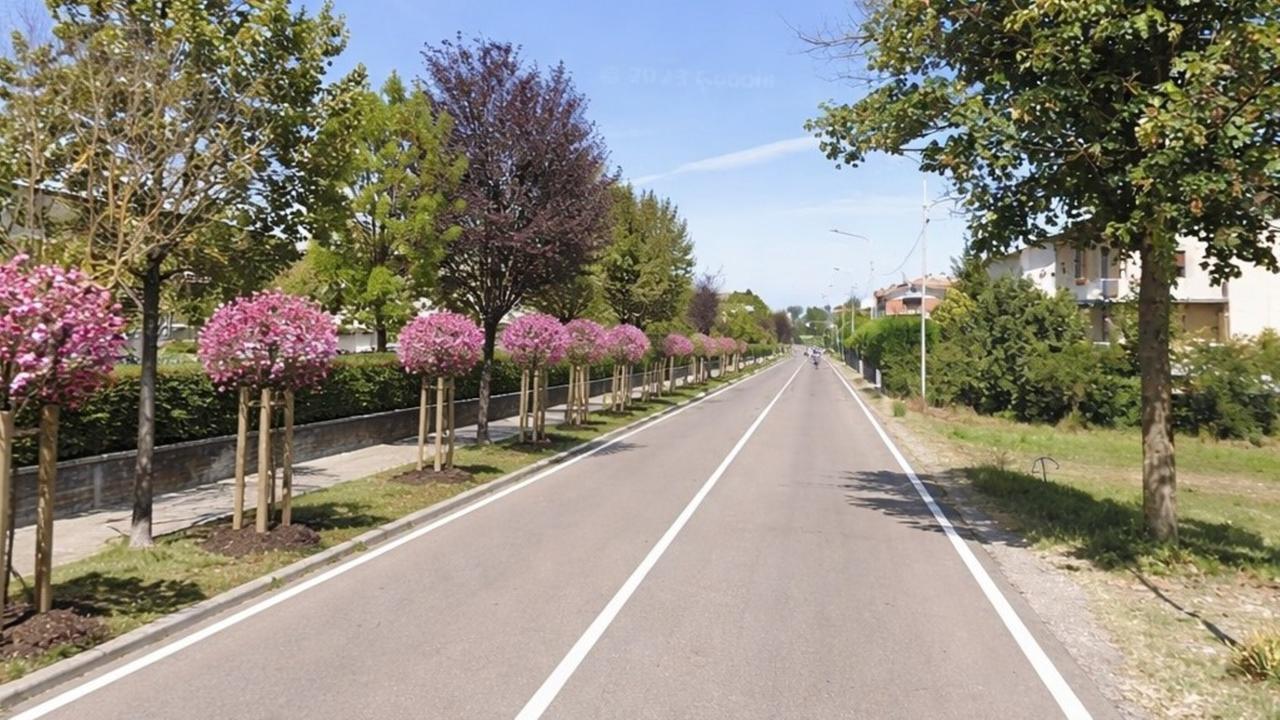 Il viale circondato dagli alberi fioriti