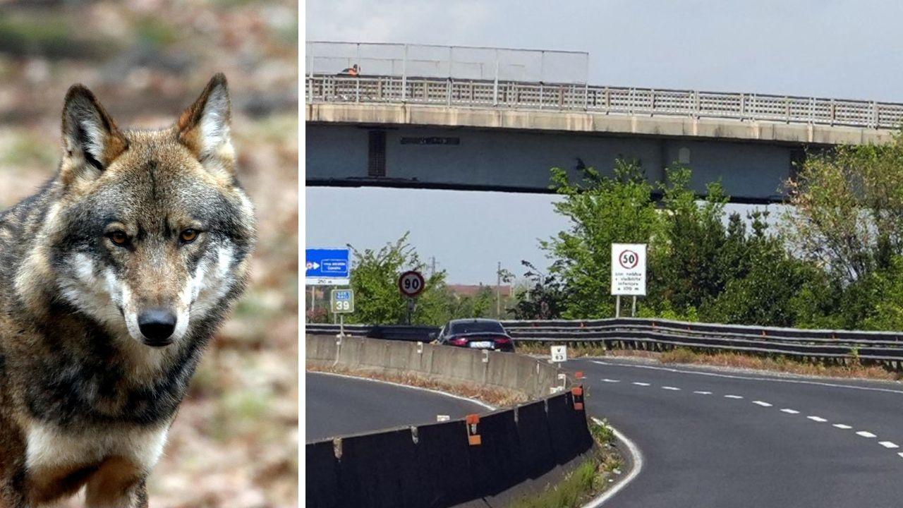 Il cavalcavia sulla Fi-Pi-Li su cui era stata appesa la testa del lupo (foto Stick)