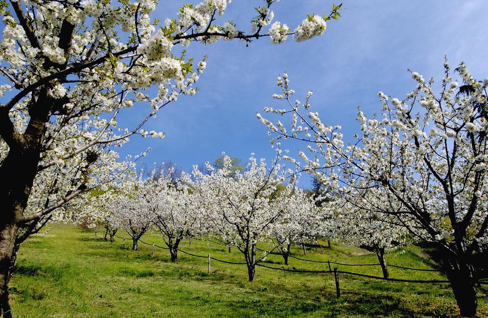 Ciliegi in fiore, Vignola per 9 giorni è la capitale della primavera