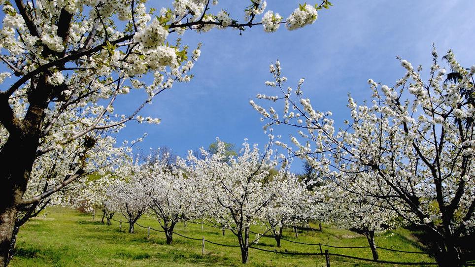 Ciliegi in fiore, Vignola per 9 giorni è la capitale della primavera