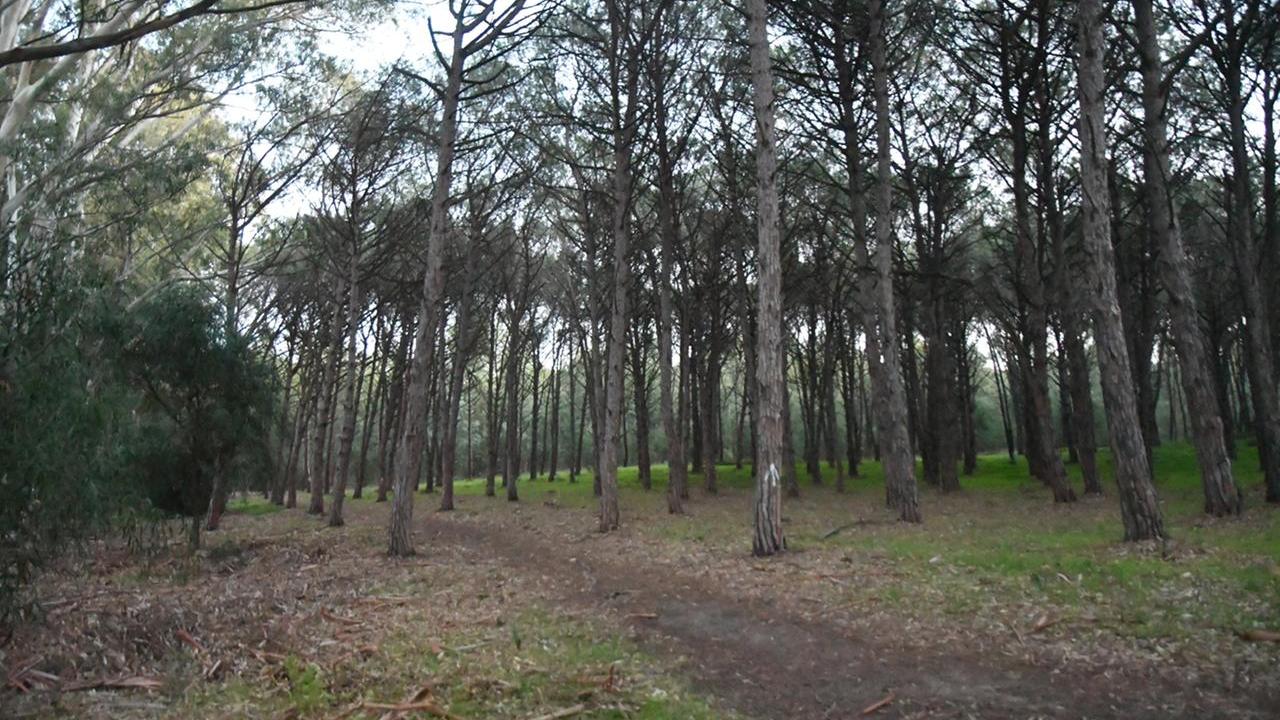 Torregrande la pineta