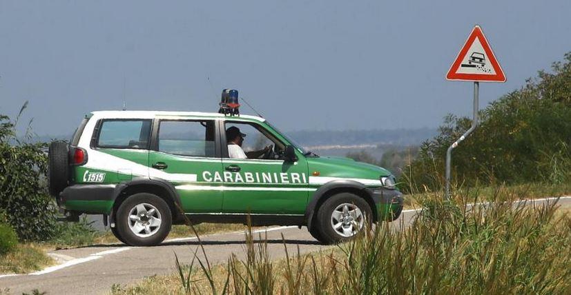 Cani irregolari dalla Serbia a Portomaggiore: allevamento multato e segnalato