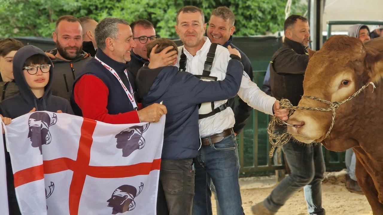 Aspetto, razza e muscoli: il toro più bello arriva dalla Sardegna – Ecco chi è il campione assoluto