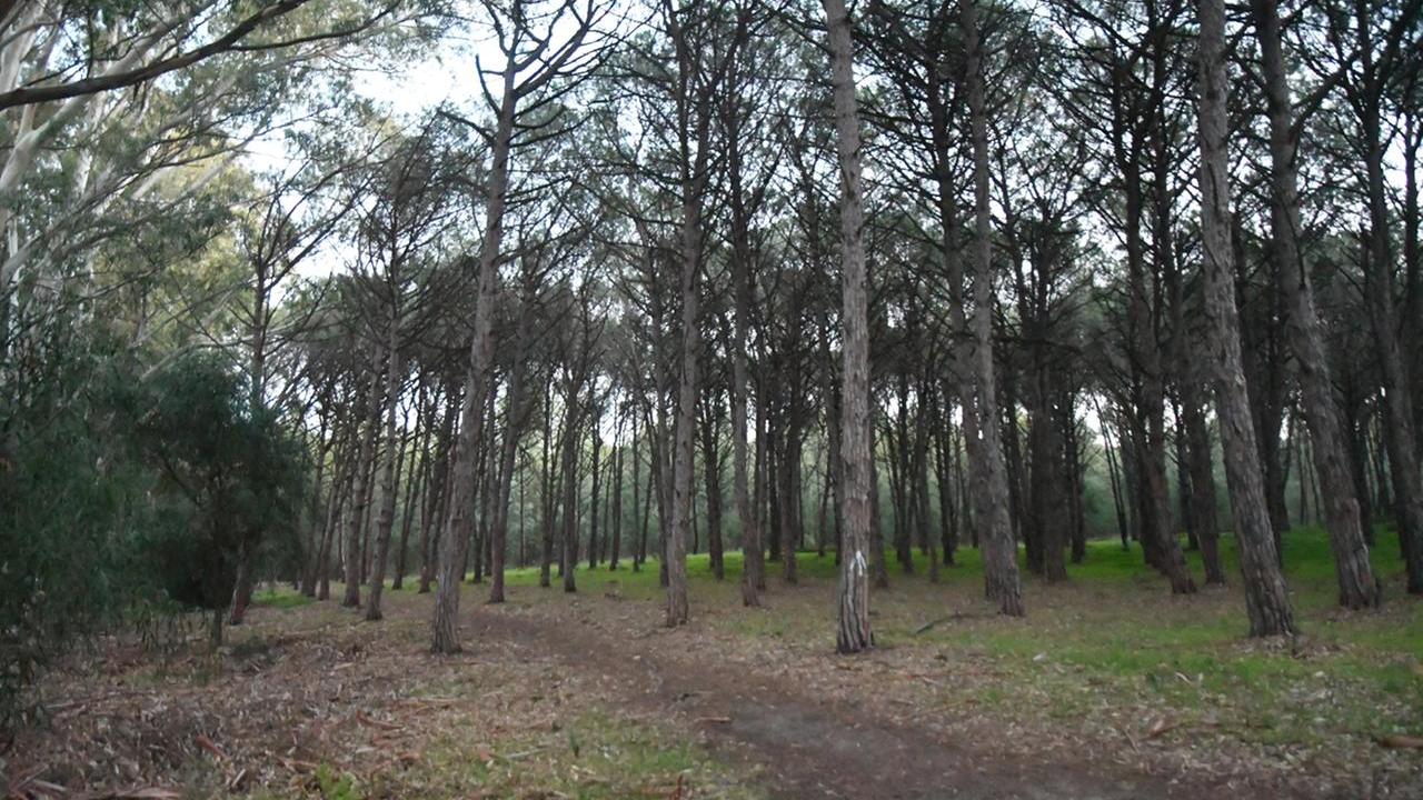 Torregrande la pineta