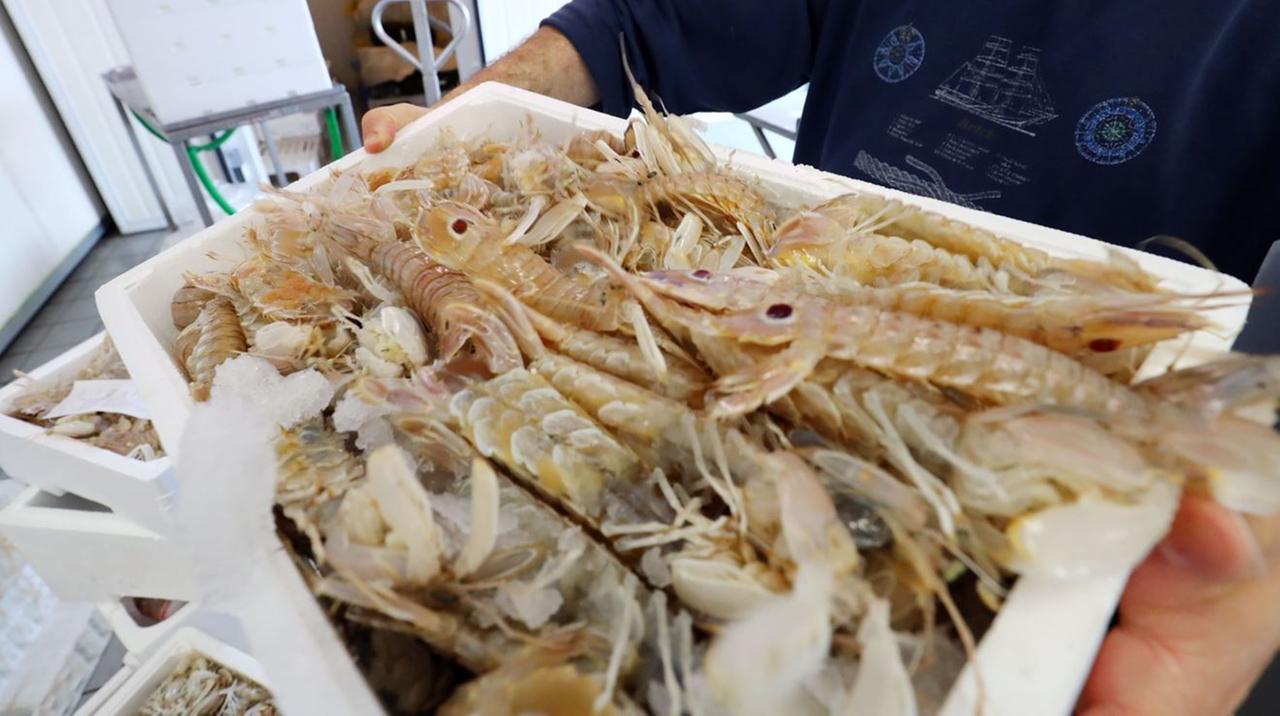 Mare mosso, atteso boom di canocchie e seppie a Porto Garibaldi e a Goro