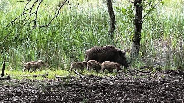 Livorno, caccia illegale al cinghiale nell’oliveto: stangato un 72enne