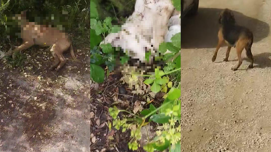 Strage di cani avvelenati nelle campagne di Sassari, la disperazione dei volontari: «Servono più controlli» – VIDEO
