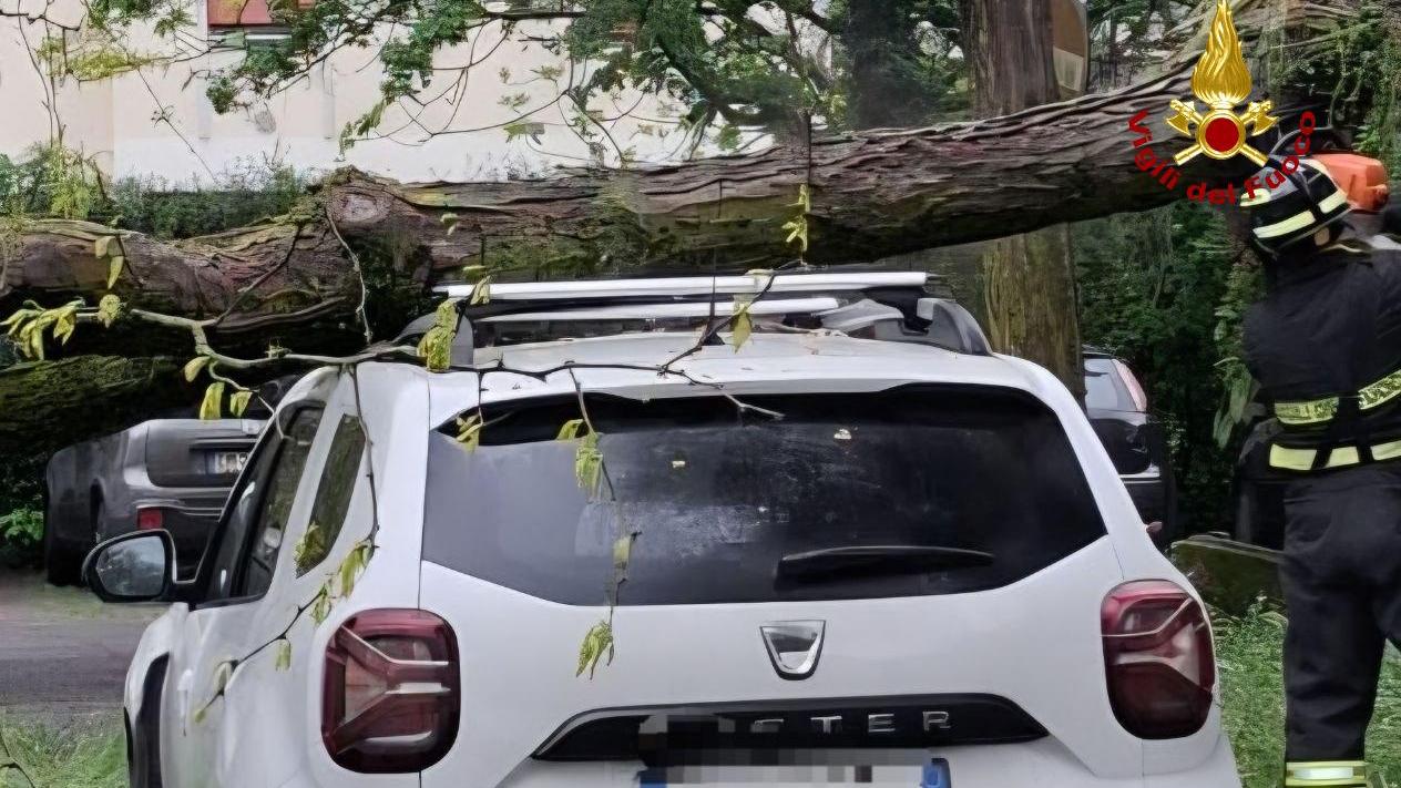Pianta cade su un’auto nel parcheggio della piscina di via Melato