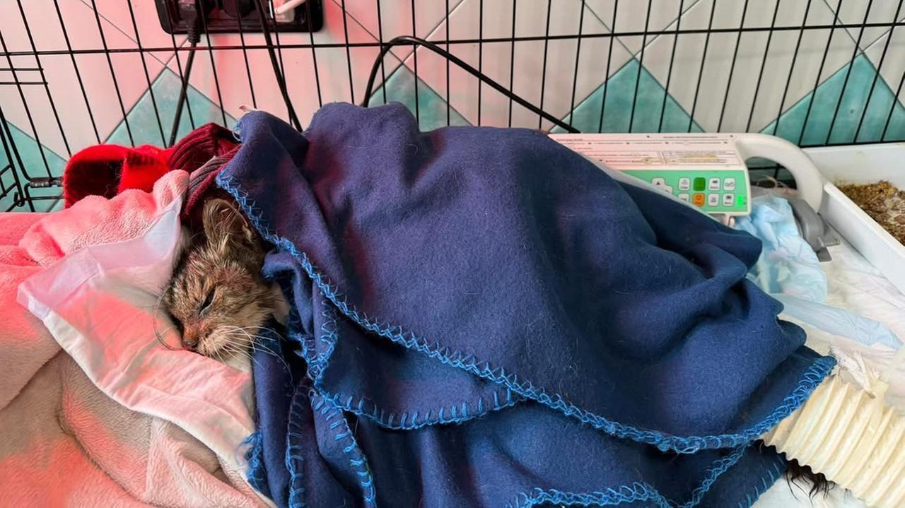 La gattina salvata da Licia Colò non ce l’ha fatta, il triste post della clinica veterinaria Duemari