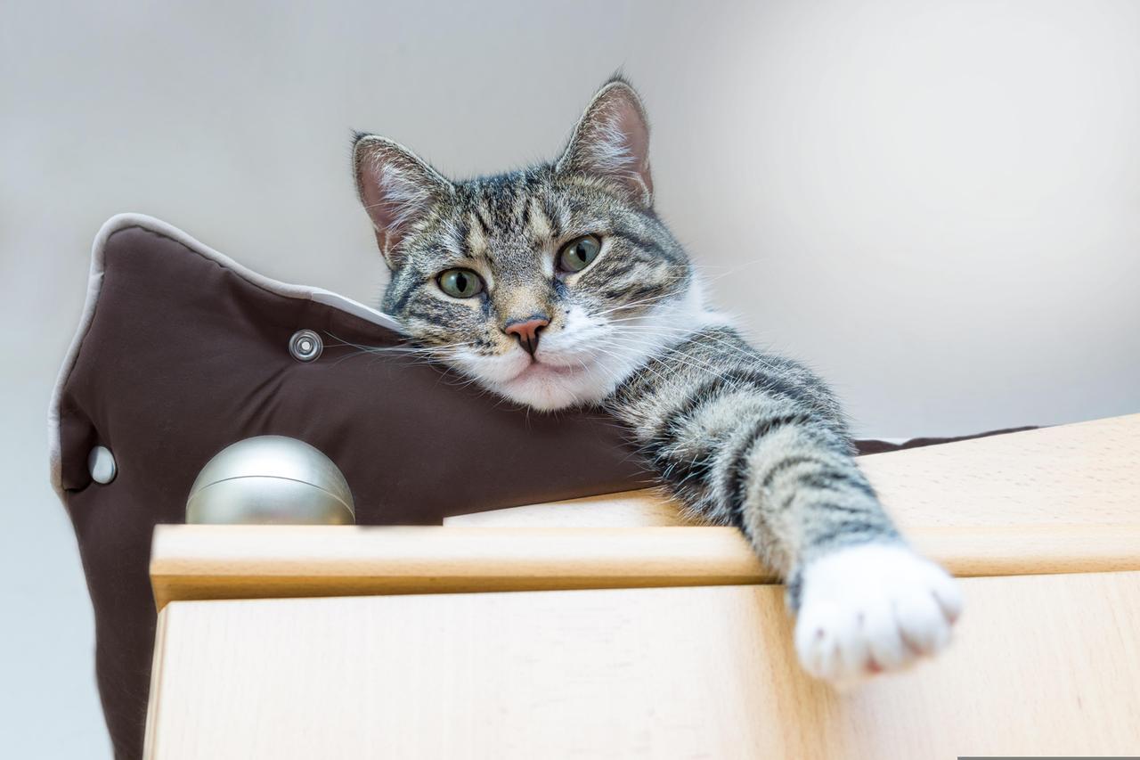 Perché i gatti amano stare in alto: tra armadi e mensole i loro rifugi “segreti”