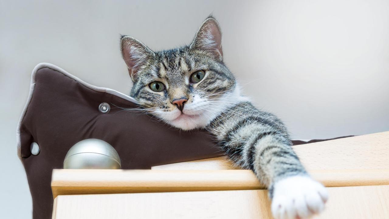 Perché i gatti amano stare in alto: tra armadi e mensole i loro rifugi “segreti”