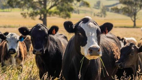 Ritorna l’incubo della dermatite bovina, un nuovo caso in Sardegna: allevamento isolato