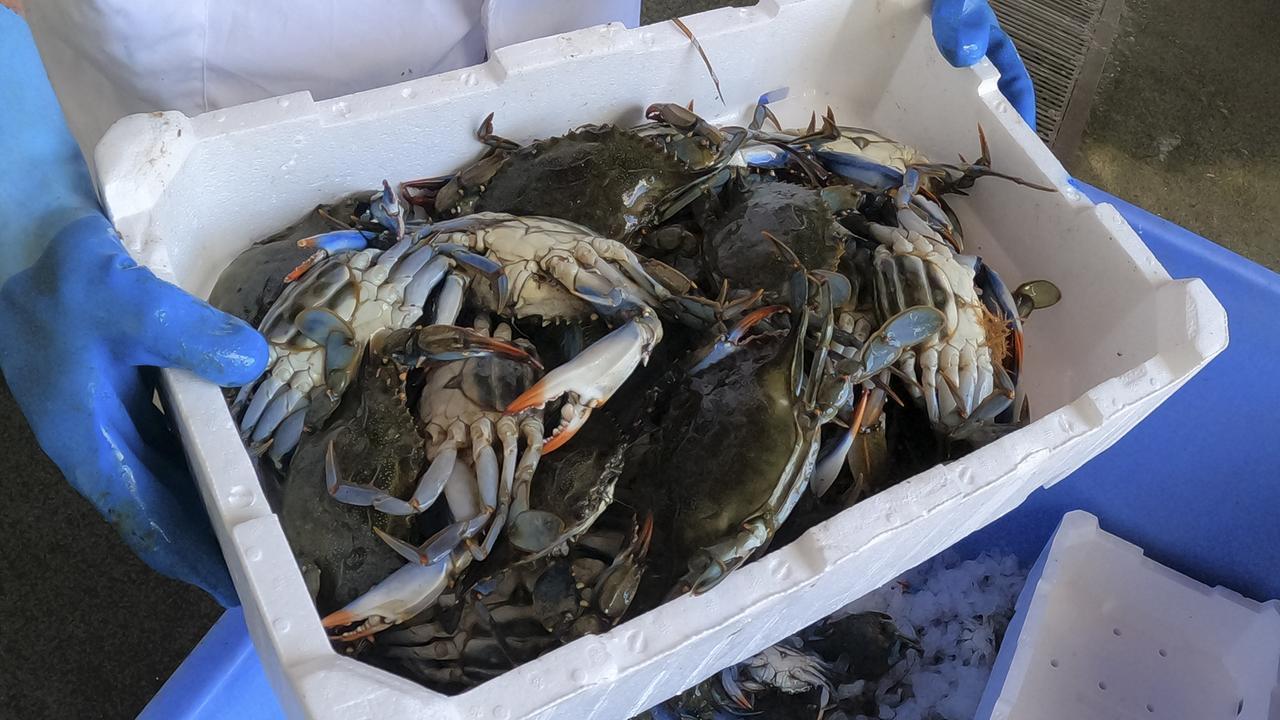 Granchio nuotatore, la specie aliena pronta a “invadere” il mediterraneo: si moltiplicano i ritrovamenti