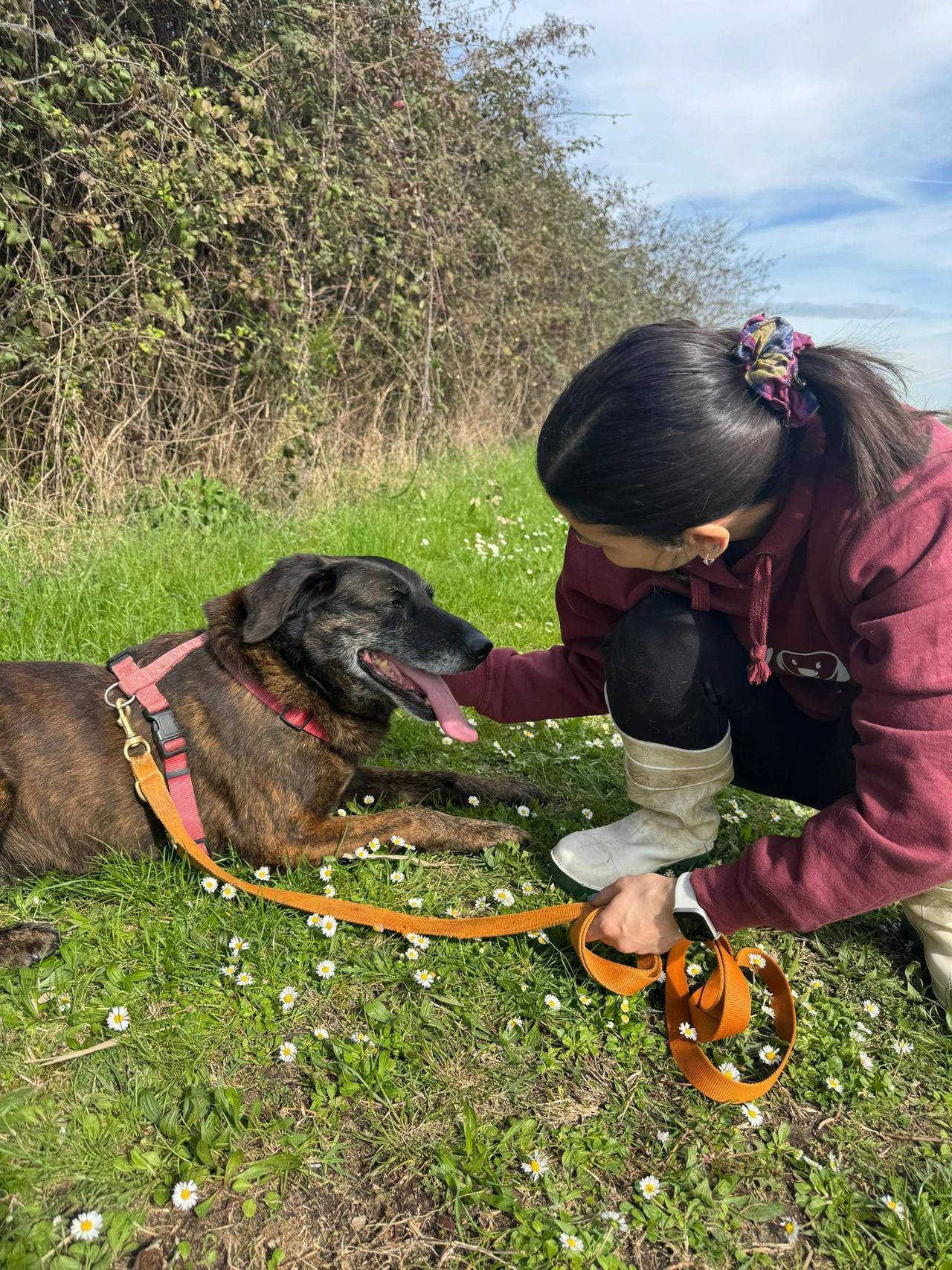 Cani abbandonati in aumento: «Al canile crescono le rinunce»
