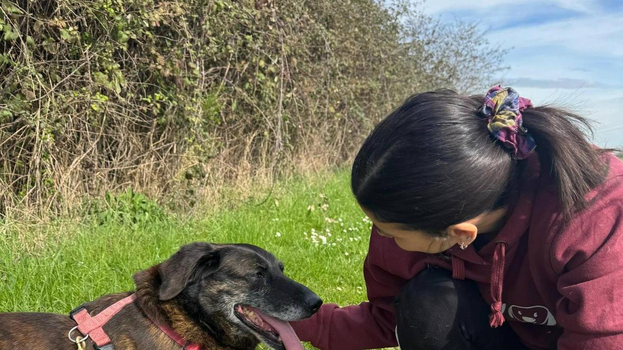 Cani abbandonati in aumento: «Al canile crescono le rinunce»