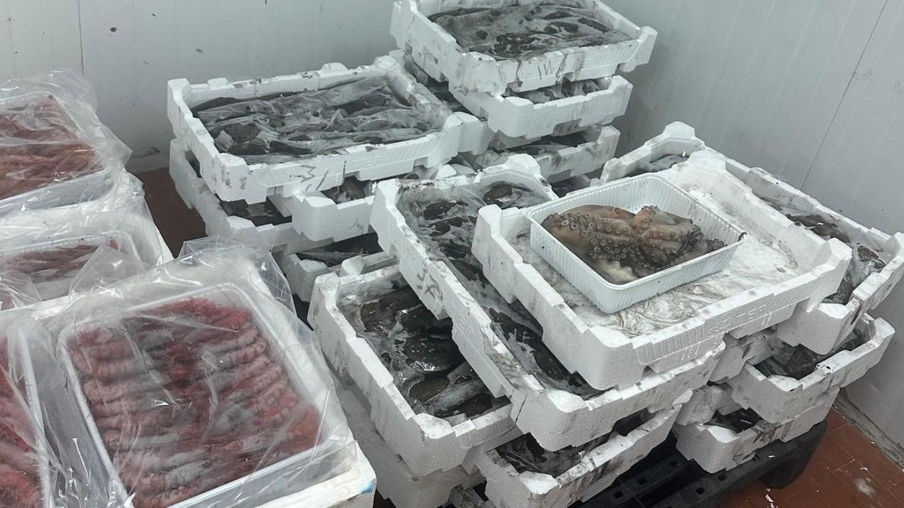 Pesca illegale, blitz di Guardia costiera e Asl: scatta il sequestro per 1,7 tonnellate di prodotti ittici