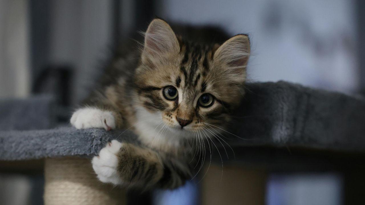 
	L'animale &egrave; stato ucciso per essere mangiato&nbsp;

