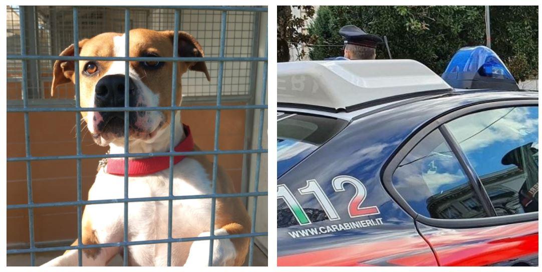 Lasciano l’Italia e abbandonano il cane legato sul pianerottolo di casa: denunciati