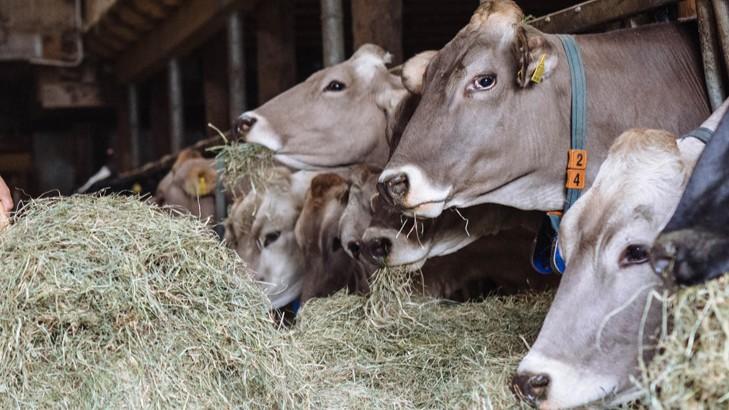 Dermatite bovina, torna l’allarme: confermati altri due focolai