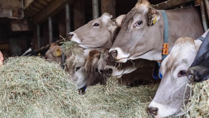 Dermatite bovina, torna l’allarme: confermati altri due focolai