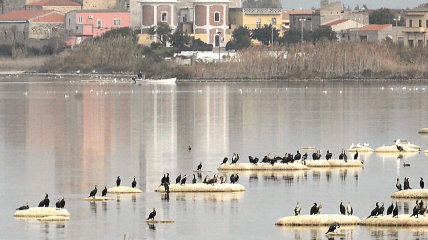 Cormorani, 10mila euro per fermare l’emergenza – La strategia