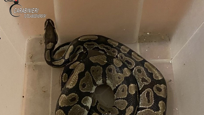 Pitone reale abbandonato nella campagna di Lugo