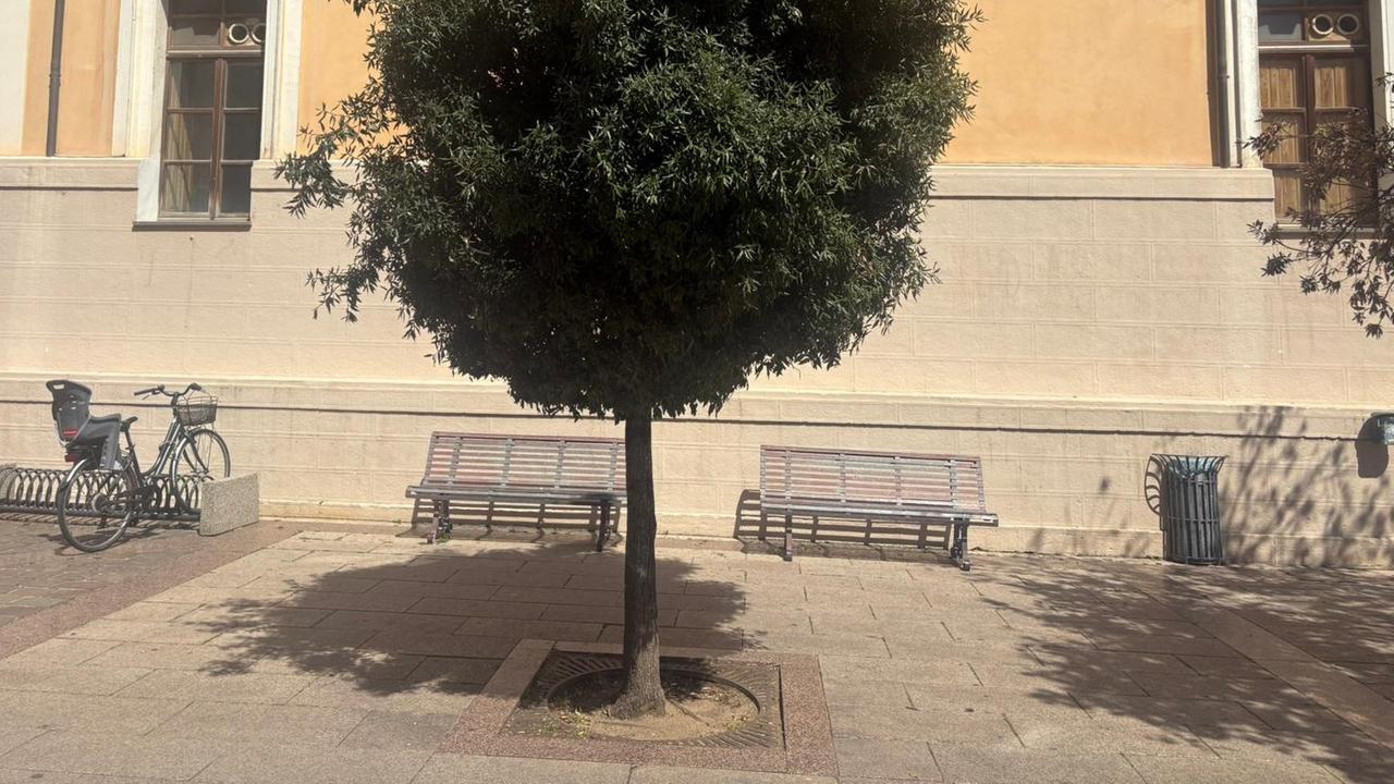 Alberi nei marciapiedi, 65mila euro per rimettere a nuovo le aiuole – L’intervento