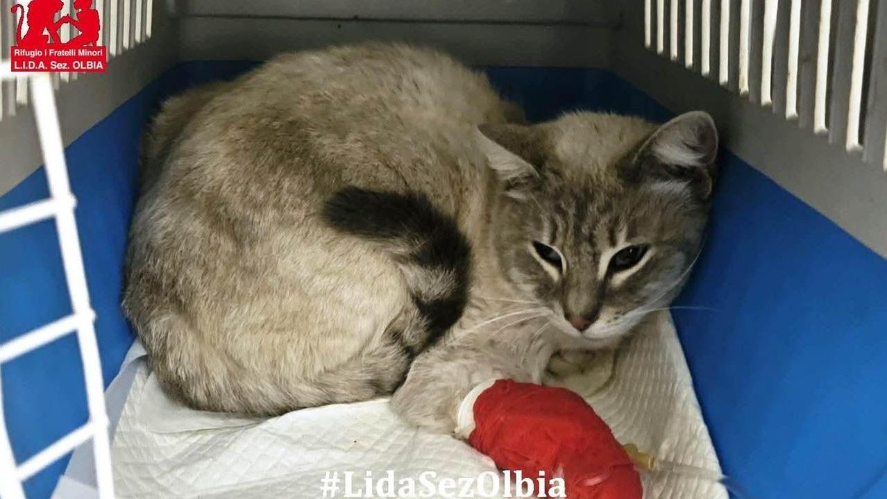 Strage dei gatti in Gallura, la Lida chiama i cittadini a reagire: «Scendiamo in piazza»