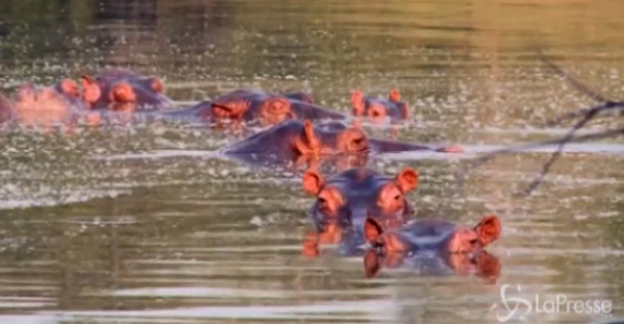 Colombia, gli ippopotami di Pablo Escobar verranno abbattuti: ecco perché