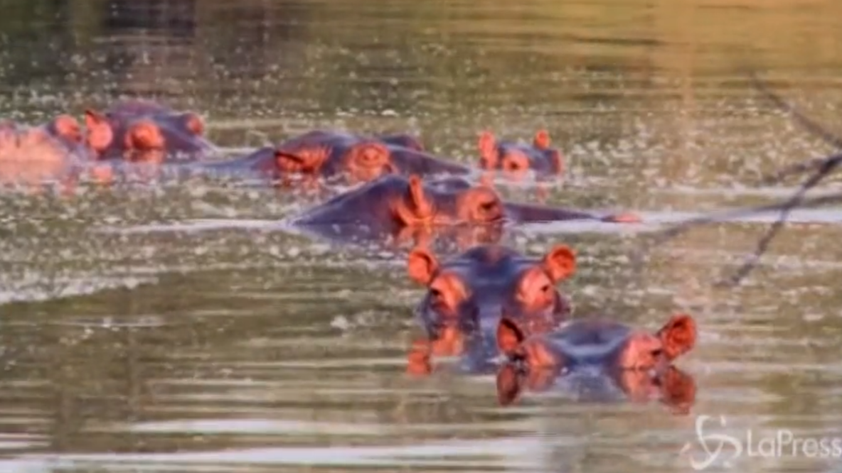 Colombia, gli ippopotami di Pablo Escobar verranno abbattuti: ecco perché