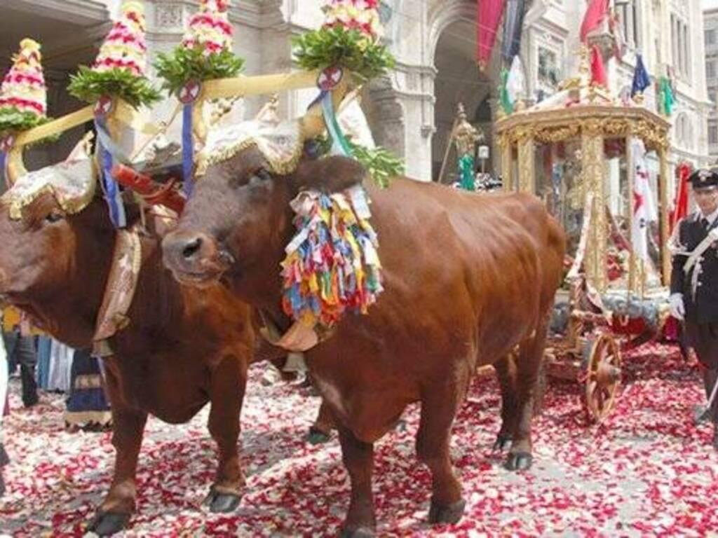 Su Sant’Efisio irrompe la dermatite bovina, a rischio il cocchio trainato dai buoi