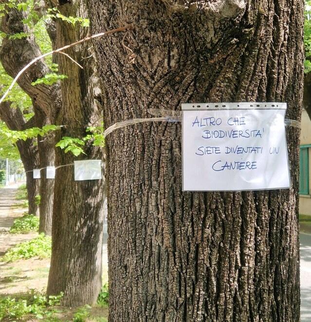 Pieve a Nievole, petizione e cartelli ai tronchi contro l’abbattimento dei tigli