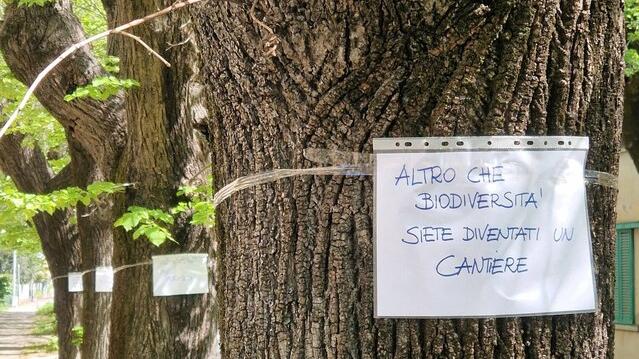 Pieve a Nievole, petizione e cartelli ai tronchi contro l’abbattimento dei tigli