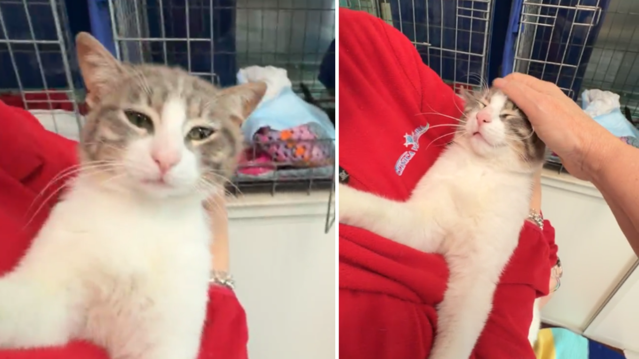 Ferito alla zampa, si presenta autonomamente in ospedale: ora il gatto “Doc” cerca casa