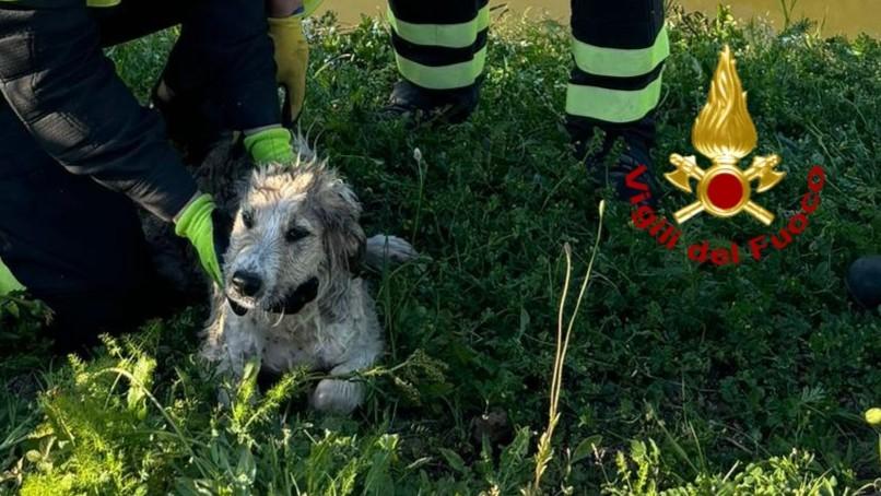 Cane finisce in un canale e rischia di annegare, salvato dai vigili del fuoco