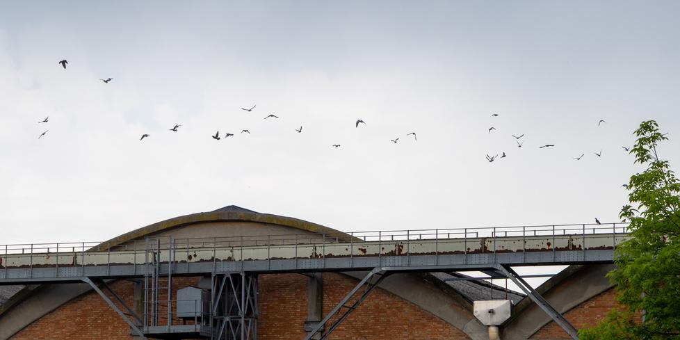 Allarme per gli spari in via Padova a Ferrara. Ma era l’abbattimento dei piccioni