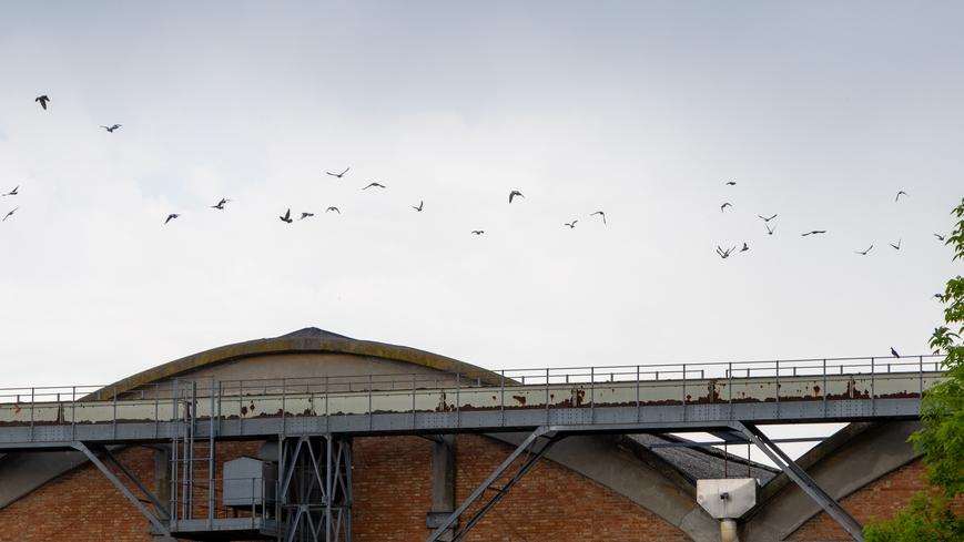 Allarme per gli spari in via Padova a Ferrara. Ma era l’abbattimento dei piccioni